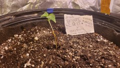 16165462062035600911191769796447