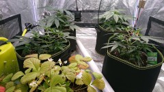 obscura1616600888545