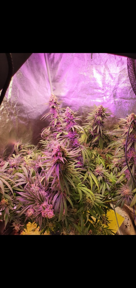 Screenshot_20210324-183924_Gallery