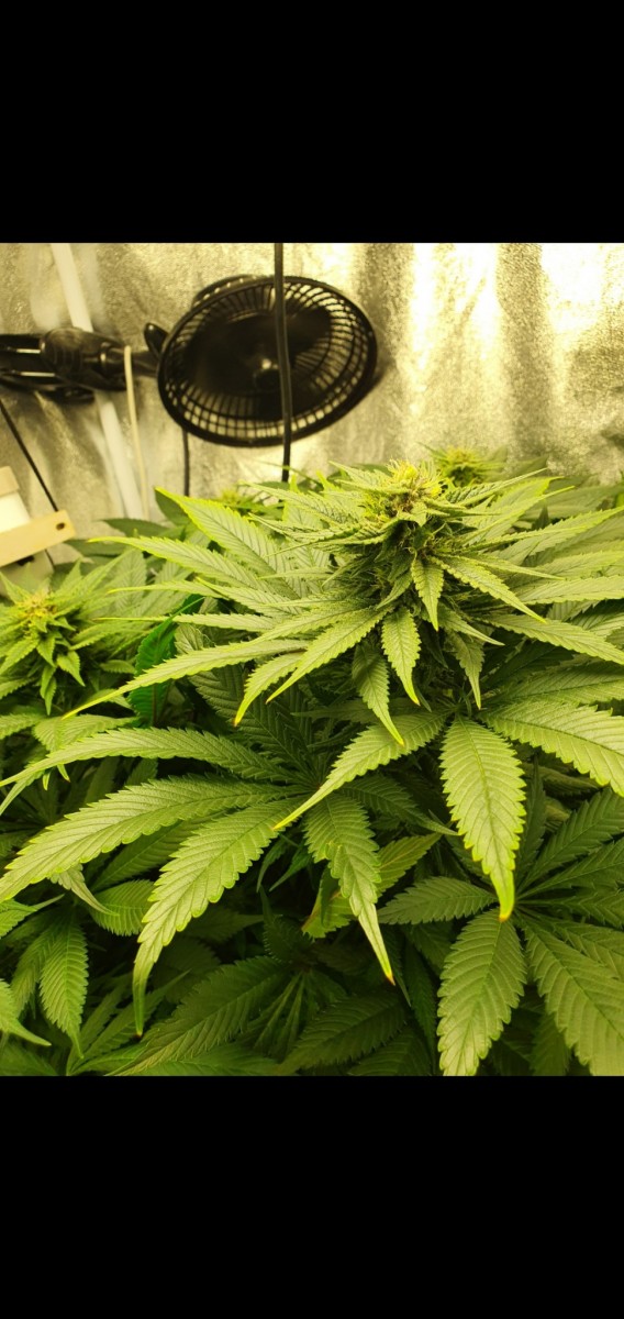 Screenshot_20210324-183915_Gallery