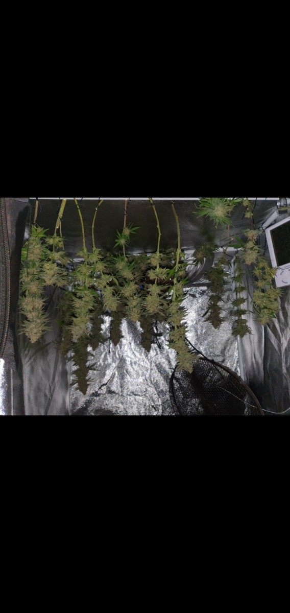 Screenshot_20210325-201356_Gallery