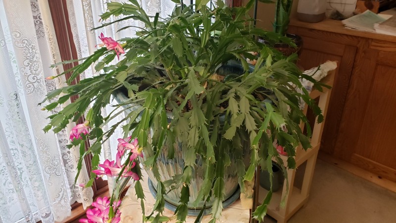 16167060014963598860780697477855