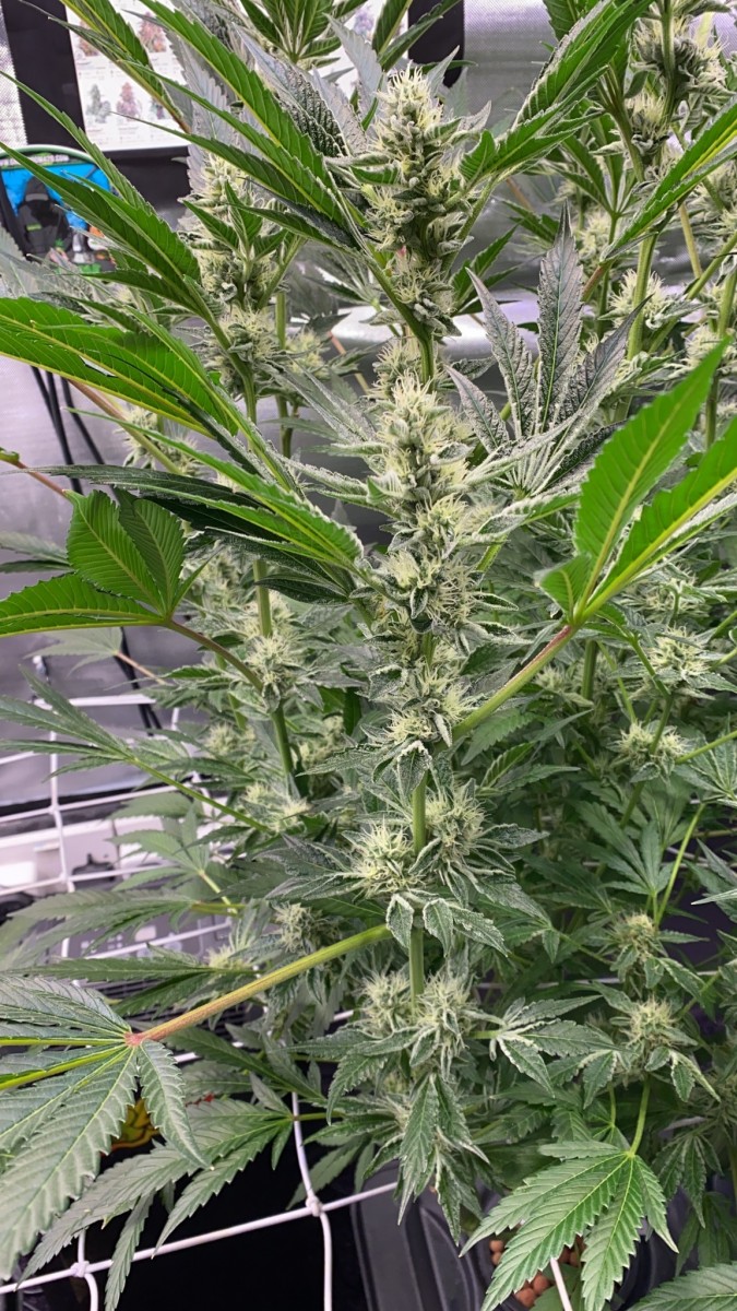 2275330D-CFC5-441A-A80D-8EBF646F9BDB