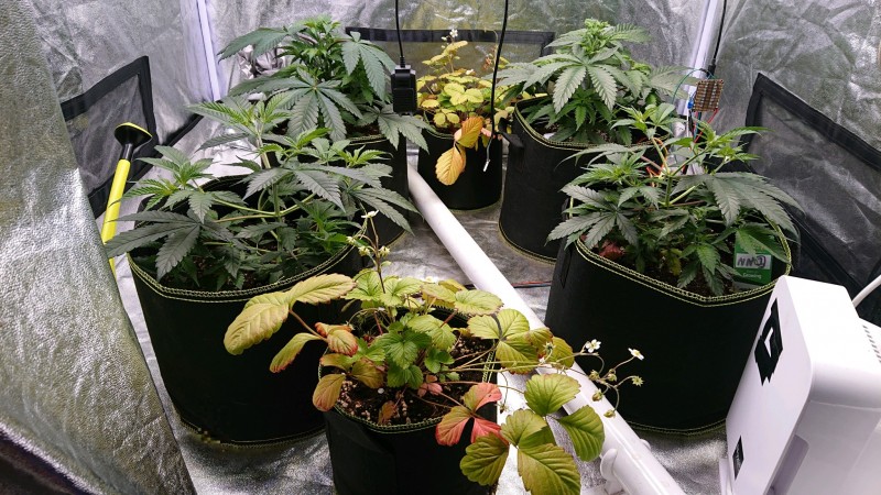 obscura1616854840327