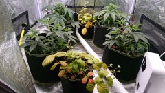 obscura1616854840327