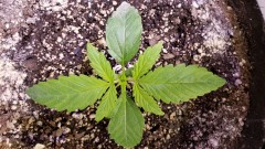 16168927500295351357980861587218