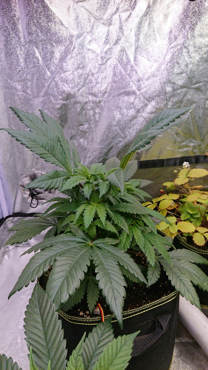 obscura1616957080608