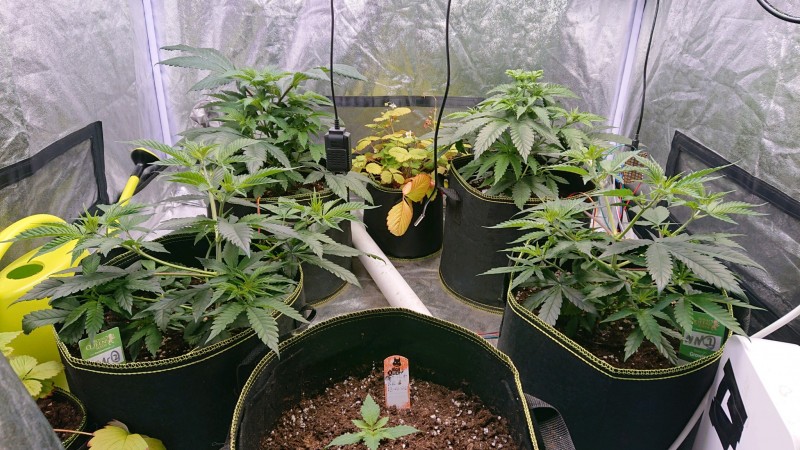 obscura1617021857693