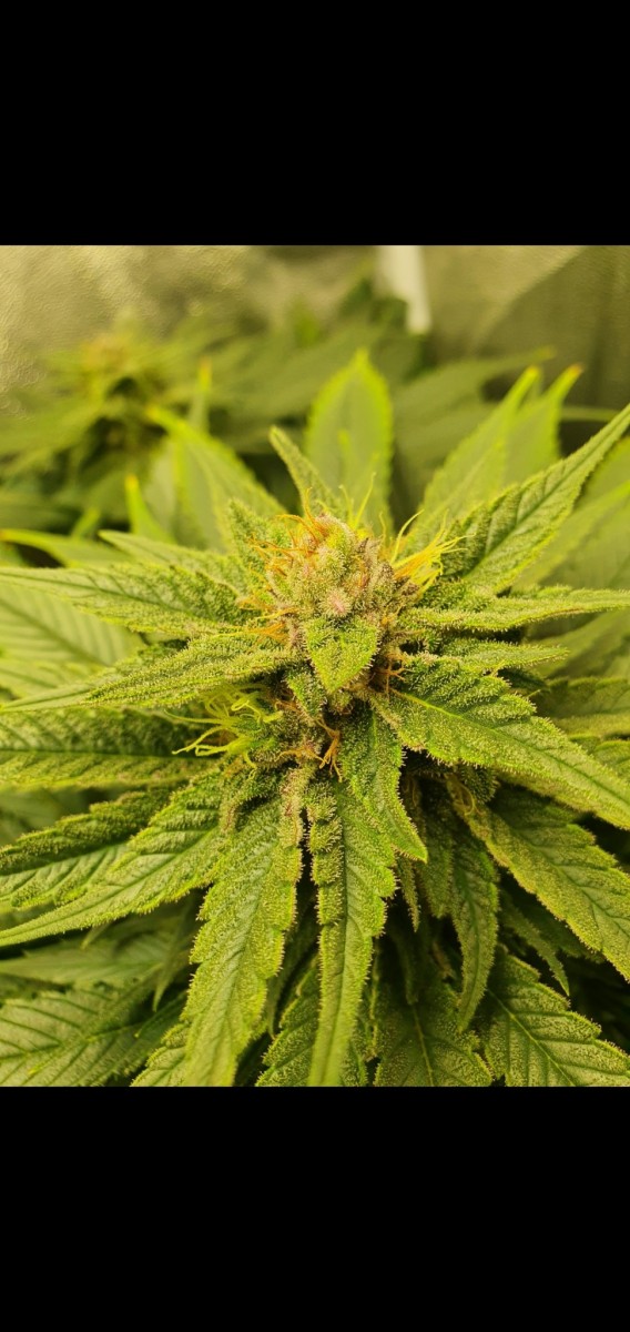 Screenshot_20210329-181638_Gallery