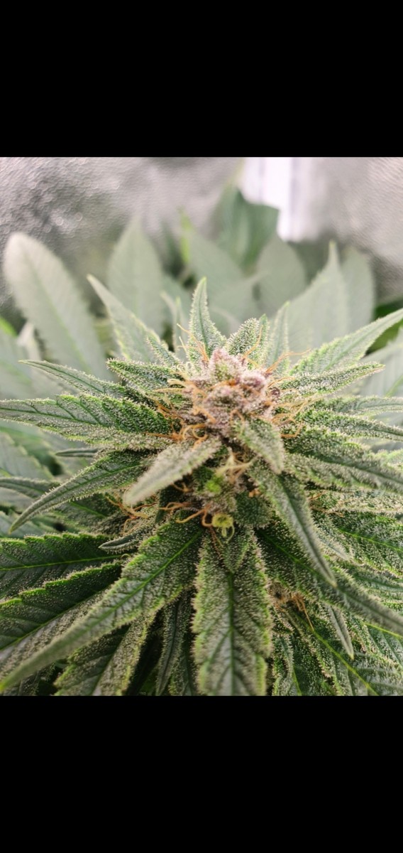 Screenshot_20210329-181625_Gallery