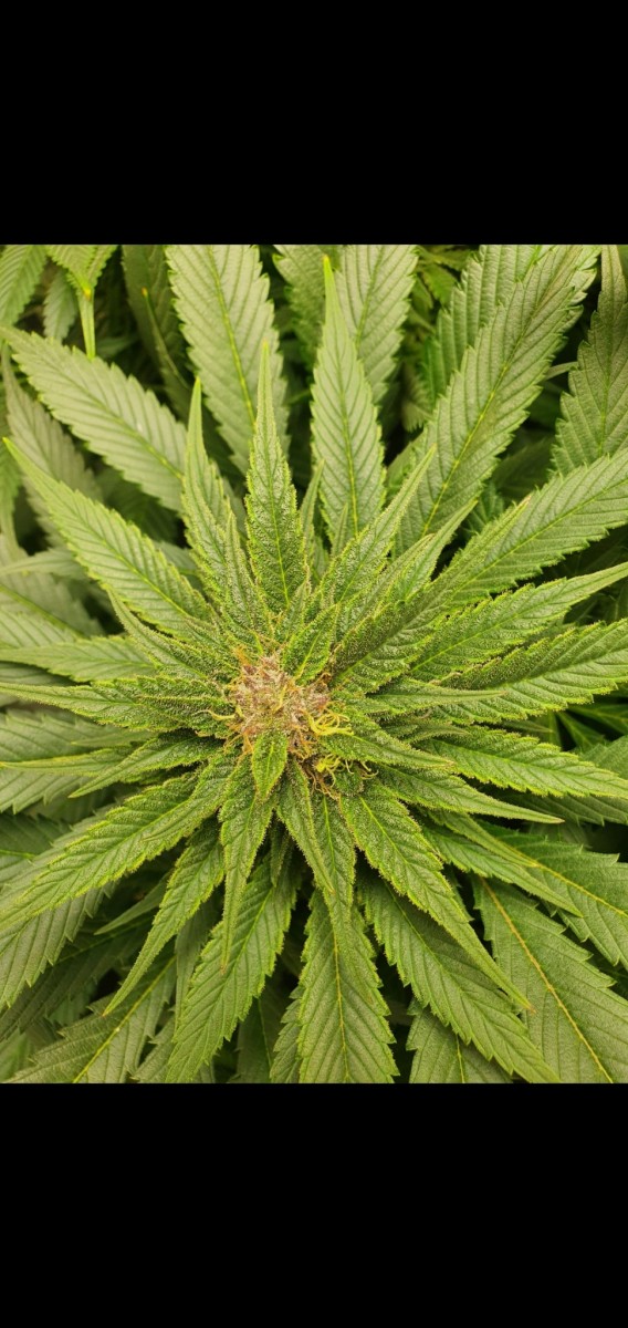 Screenshot_20210329-181606_Gallery