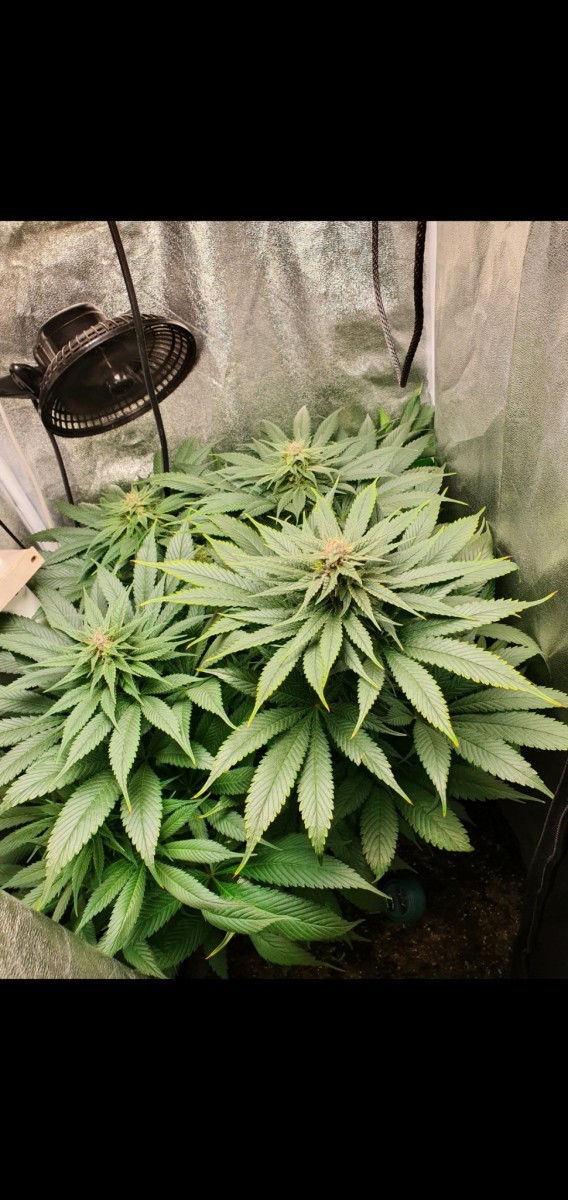 Screenshot_20210329-181556_Gallery