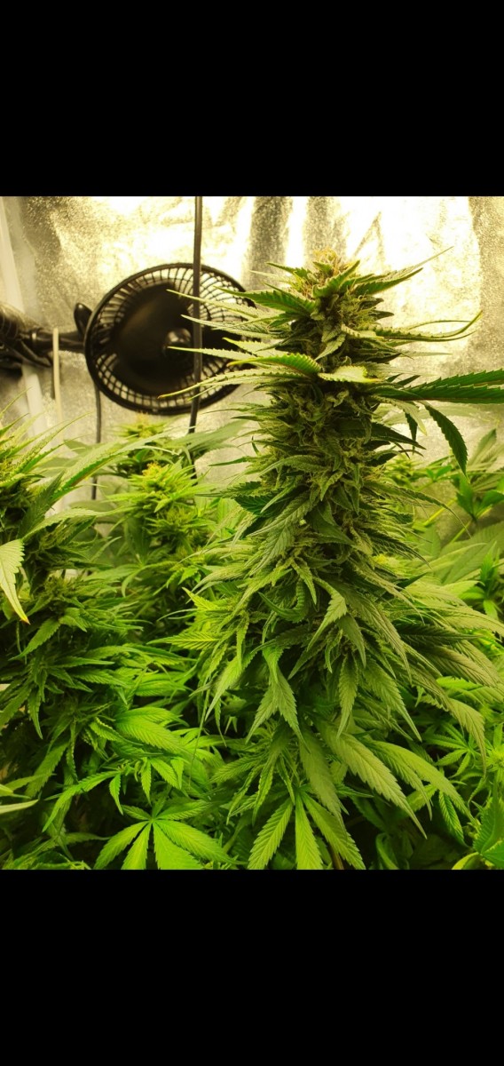 Screenshot_20210329-192201_Gallery