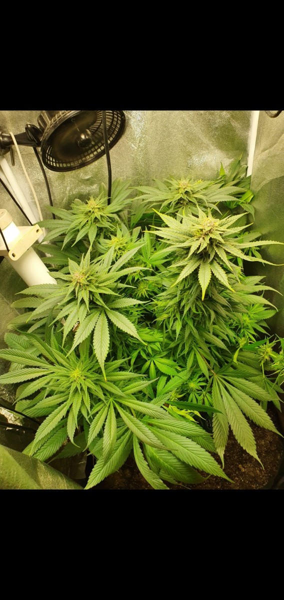 Screenshot_20210329-192206_Gallery