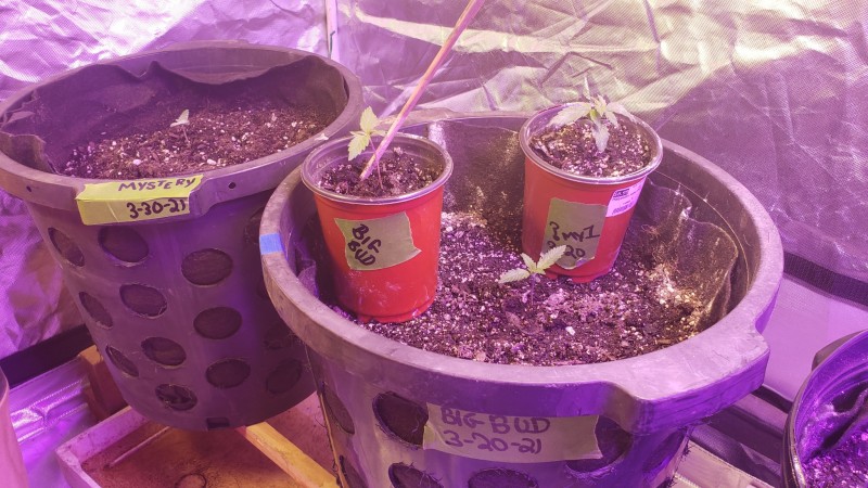 16170601896645305193990058194684