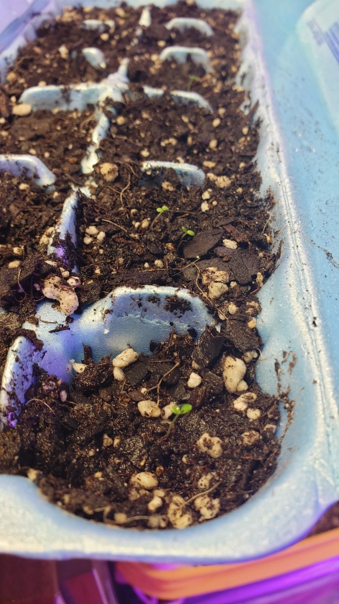 16170631195447975127533030140296