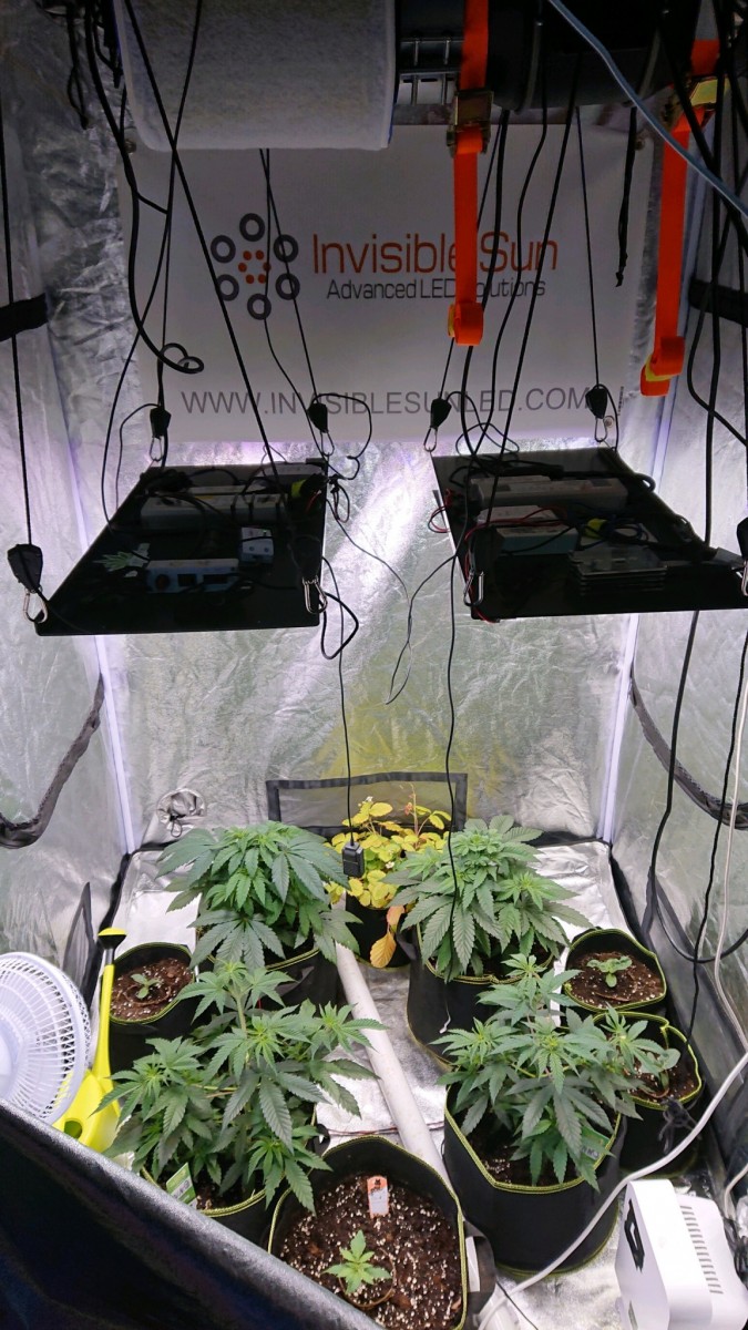 obscura1617127351218