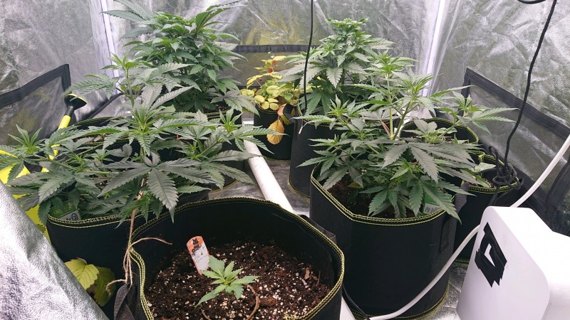 obscura1617195753925