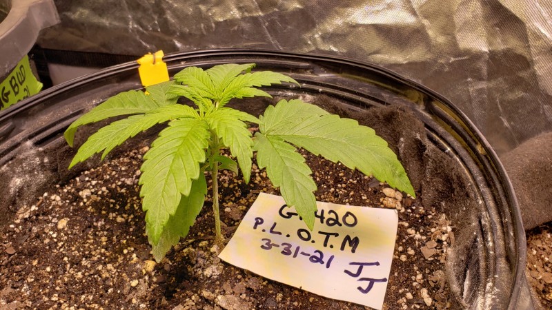 16172303030462423462600945084206