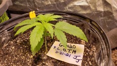 16172303030462423462600945084206