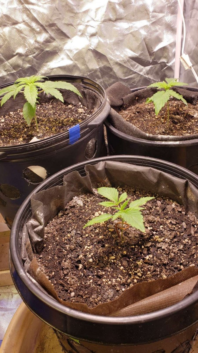 16172307162853995068007196537692