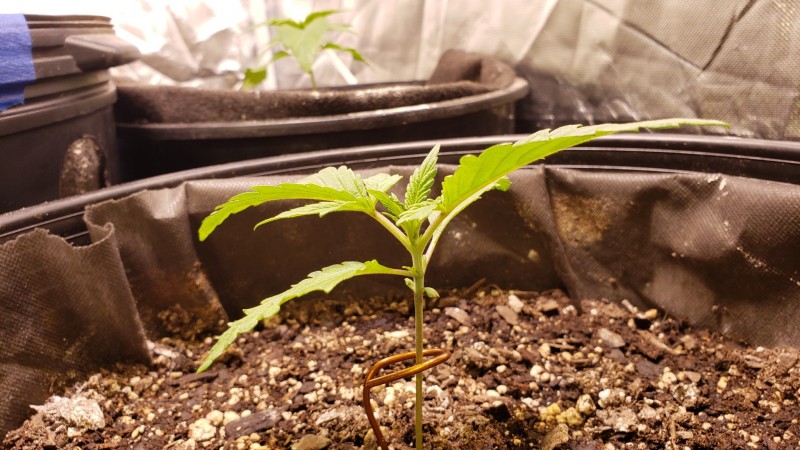 1617230867850524851814088767670