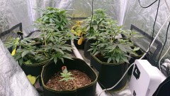 obscura1617297655911