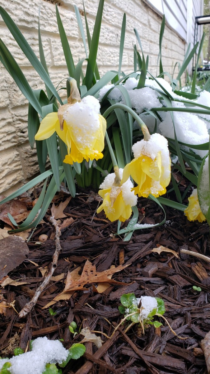 16173139716805797012835621717538