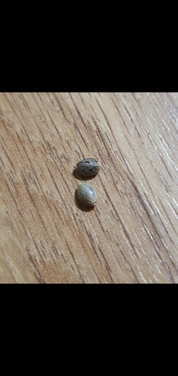 Screenshot_20210402-064837_Gallery