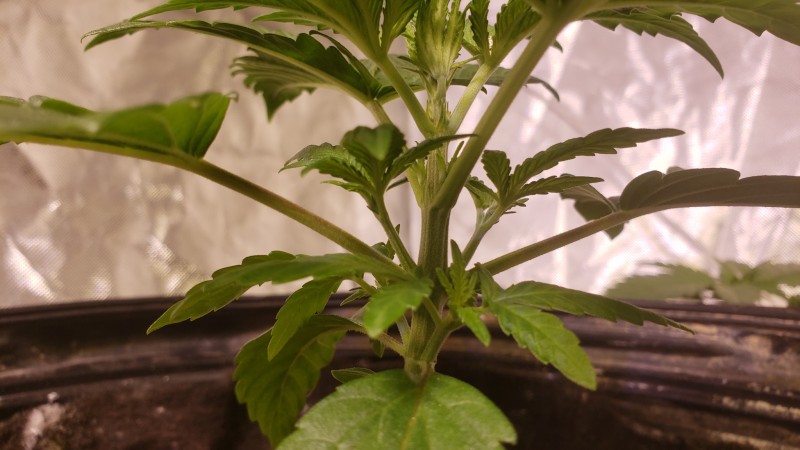 16174124906778789945690520746280