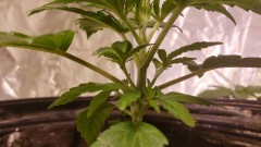 16174124906778789945690520746280