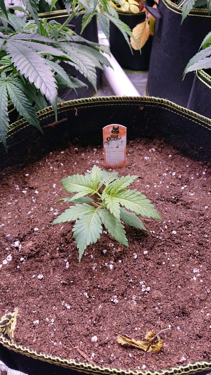 obscura1617462446022