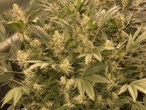 B37AB35A-8ED6-4756-B19A-DE9DF6BC225C