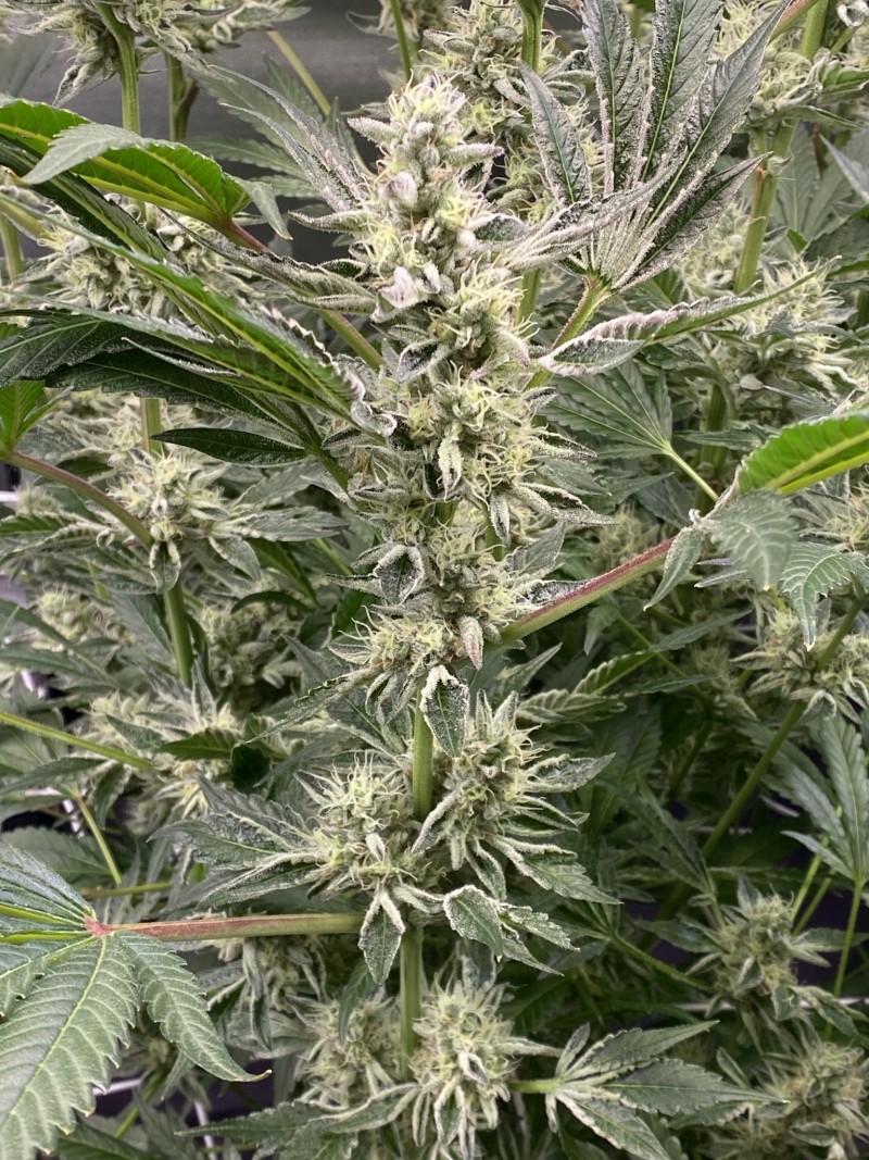 800E179F-A8AD-4EC5-9CC3-30FDAADC392F