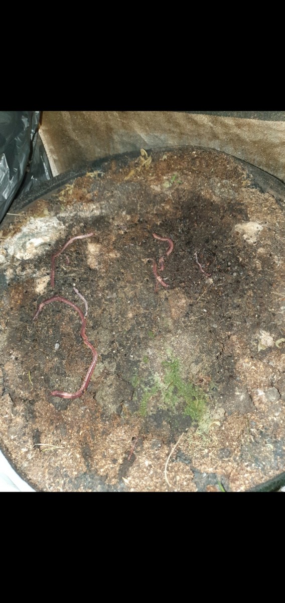 Screenshot_20210404-194848_Gallery