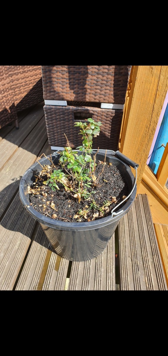 Screenshot_20210404-194353_Gallery