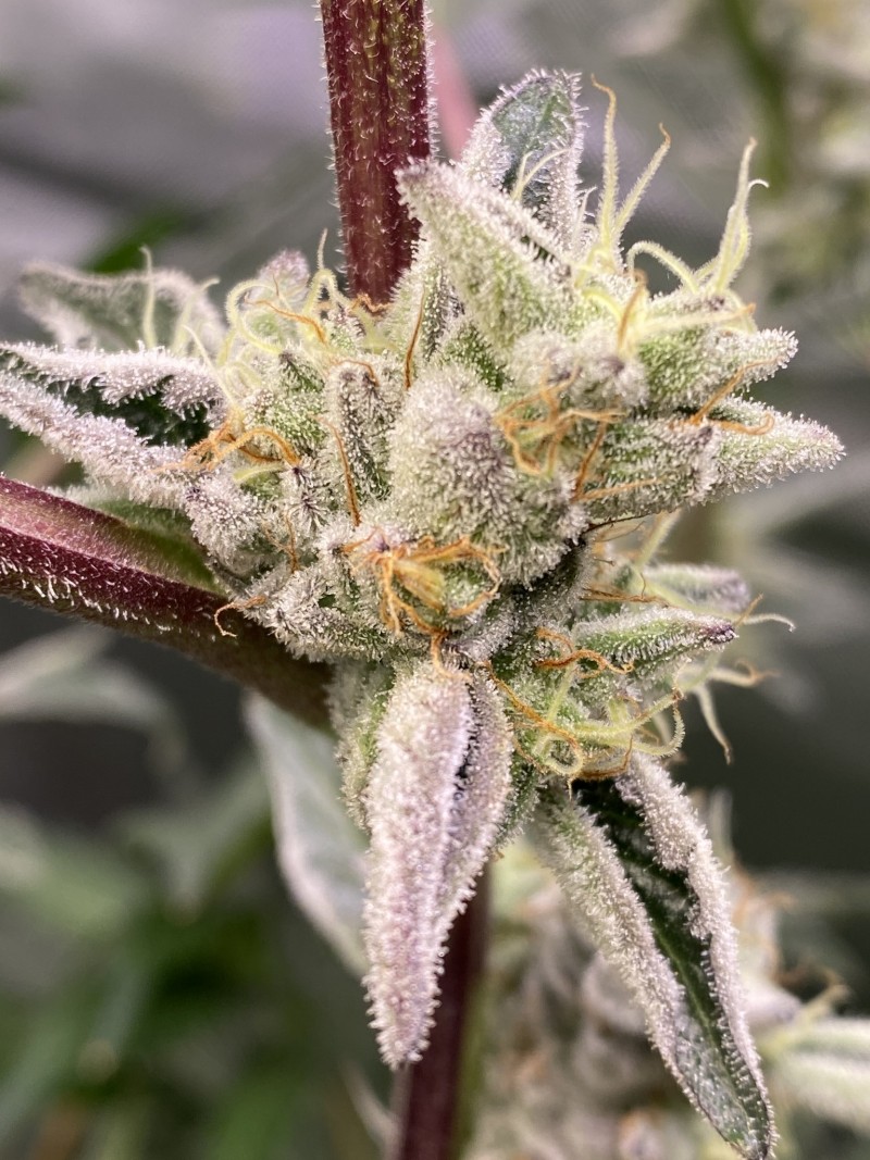 52630CA4-8108-41BF-AA3F-73F0A49BFAD4