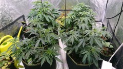 obscura1617721298968