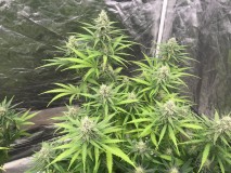 01A0A013-2332-43B1-89FF-A6A5B9AFF1AA