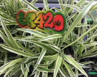 251EC857-CE2A-4303-9428-0FBE096FF786