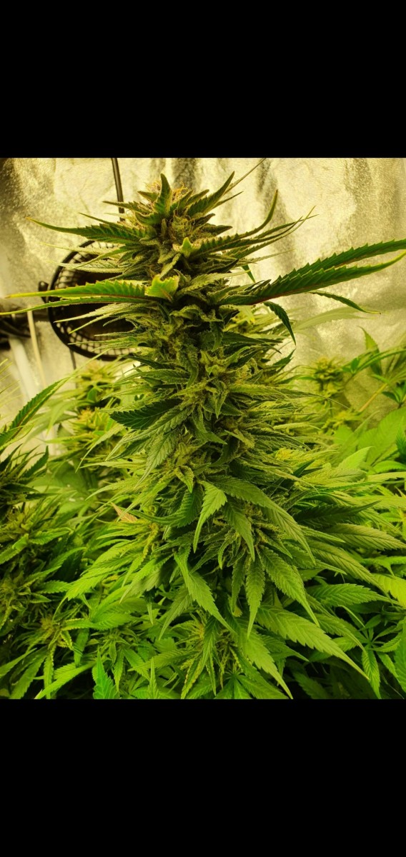 Screenshot_20210407-205901_Gallery