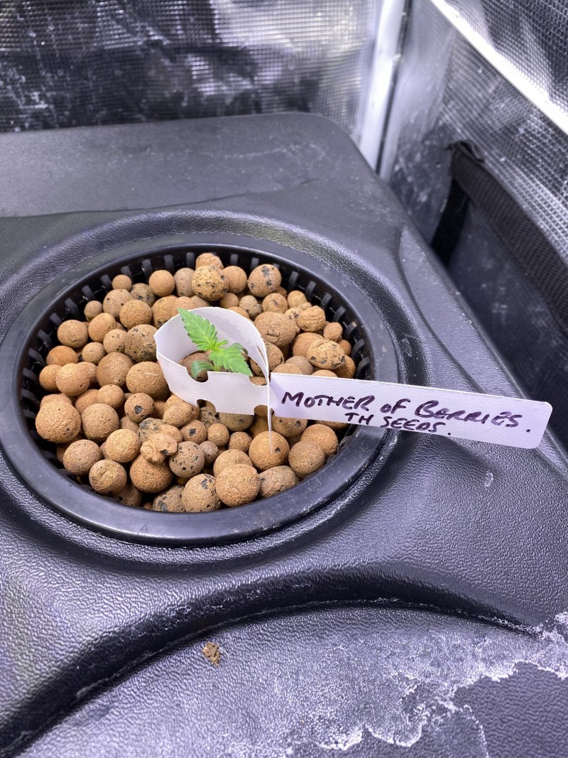 567994E6-F83B-4465-90DC-C64491A82129