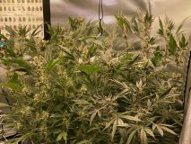 49F96386-CB7C-43AF-9DB3-E25A82F8B54D