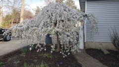 16178319491527921336727345727301