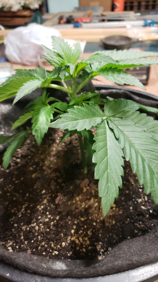 16178400011107653213768277863153