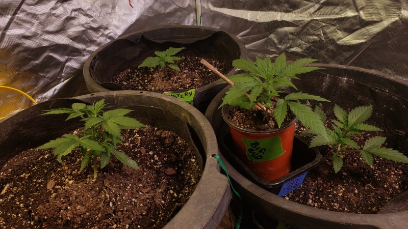 16178404195738883932337923184044