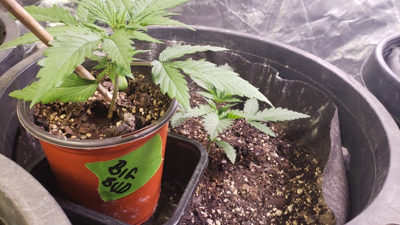 16178405088527138413702454167088