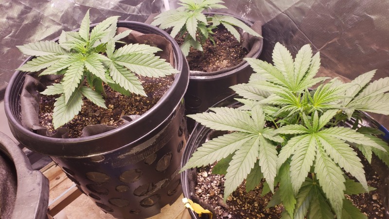 16178405656812981282479689082718