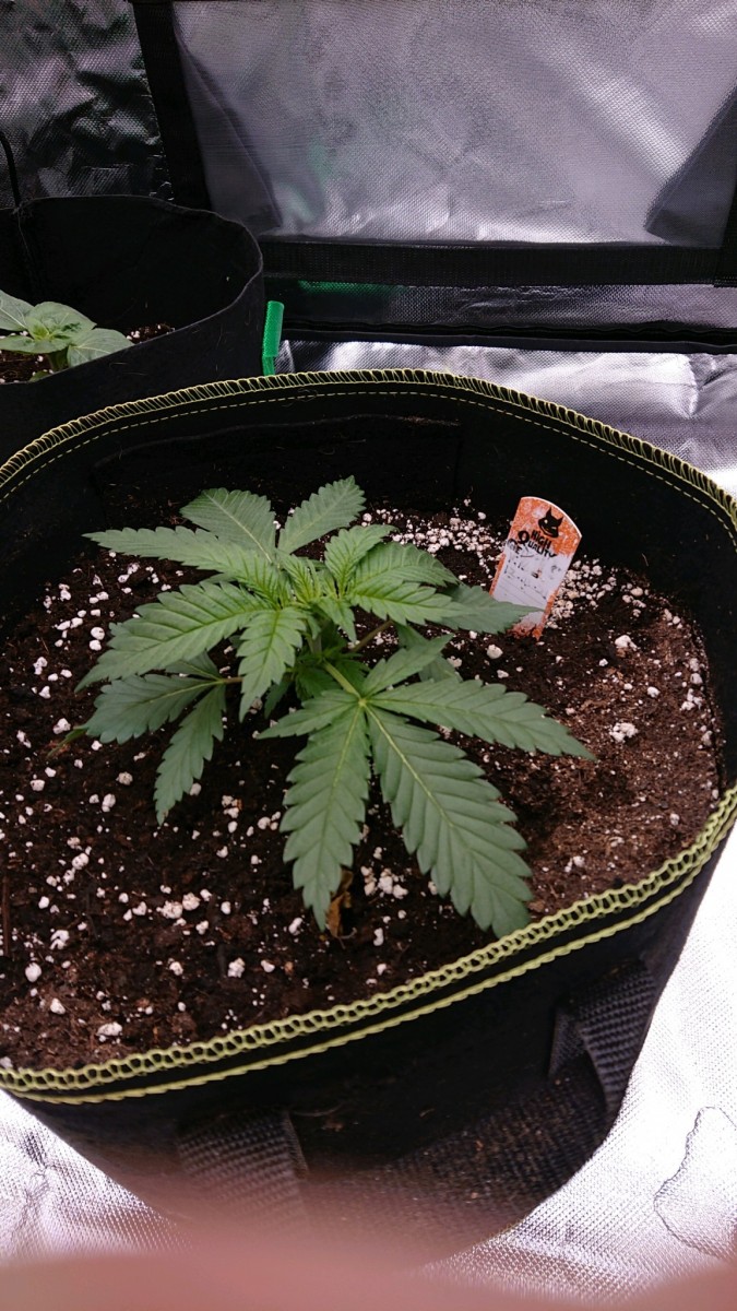 obscura1617895819870