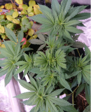 FimmedWeddingCookies